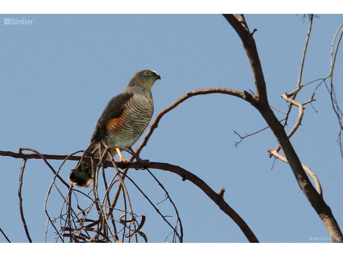 Accipiter striatus