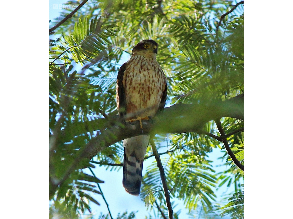 Accipiter striatus