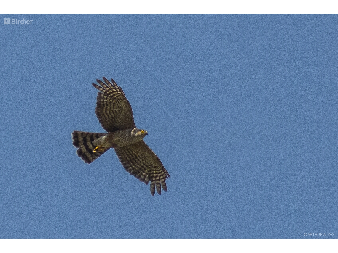 Accipiter striatus