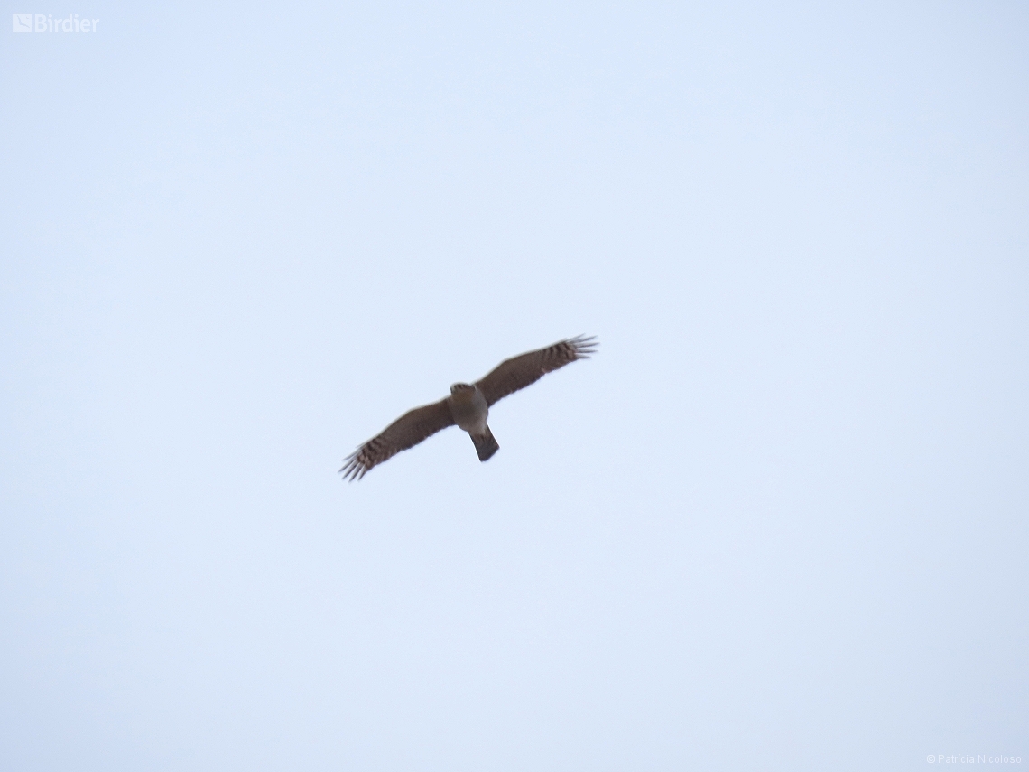 Accipiter striatus