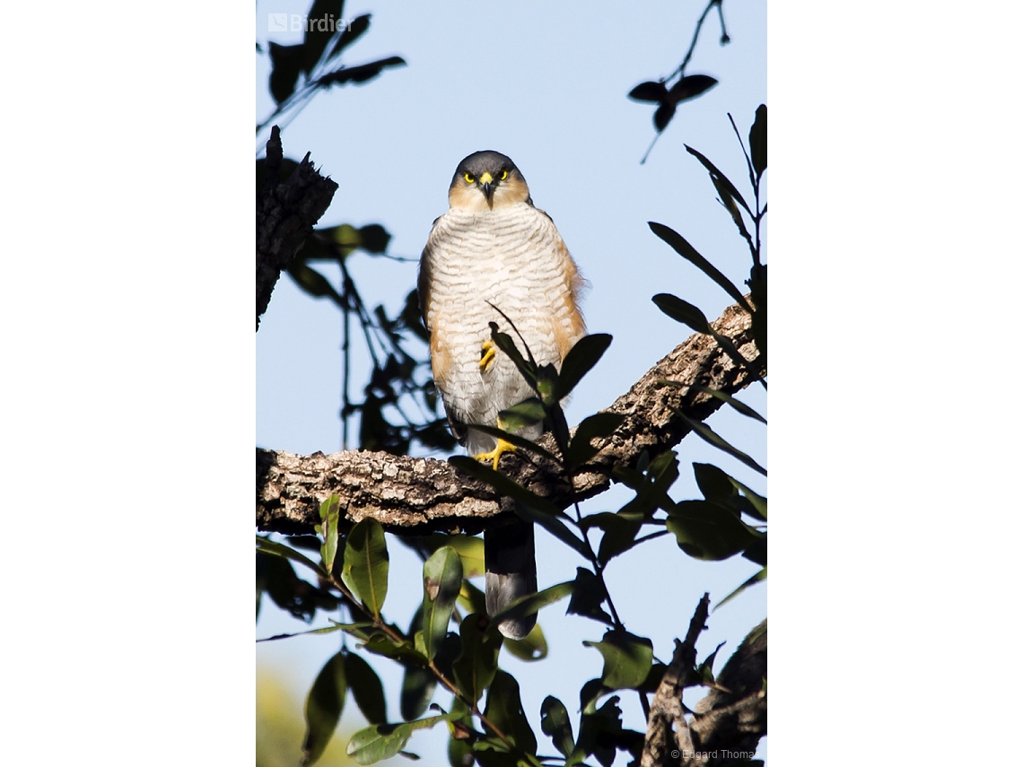 Accipiter striatus