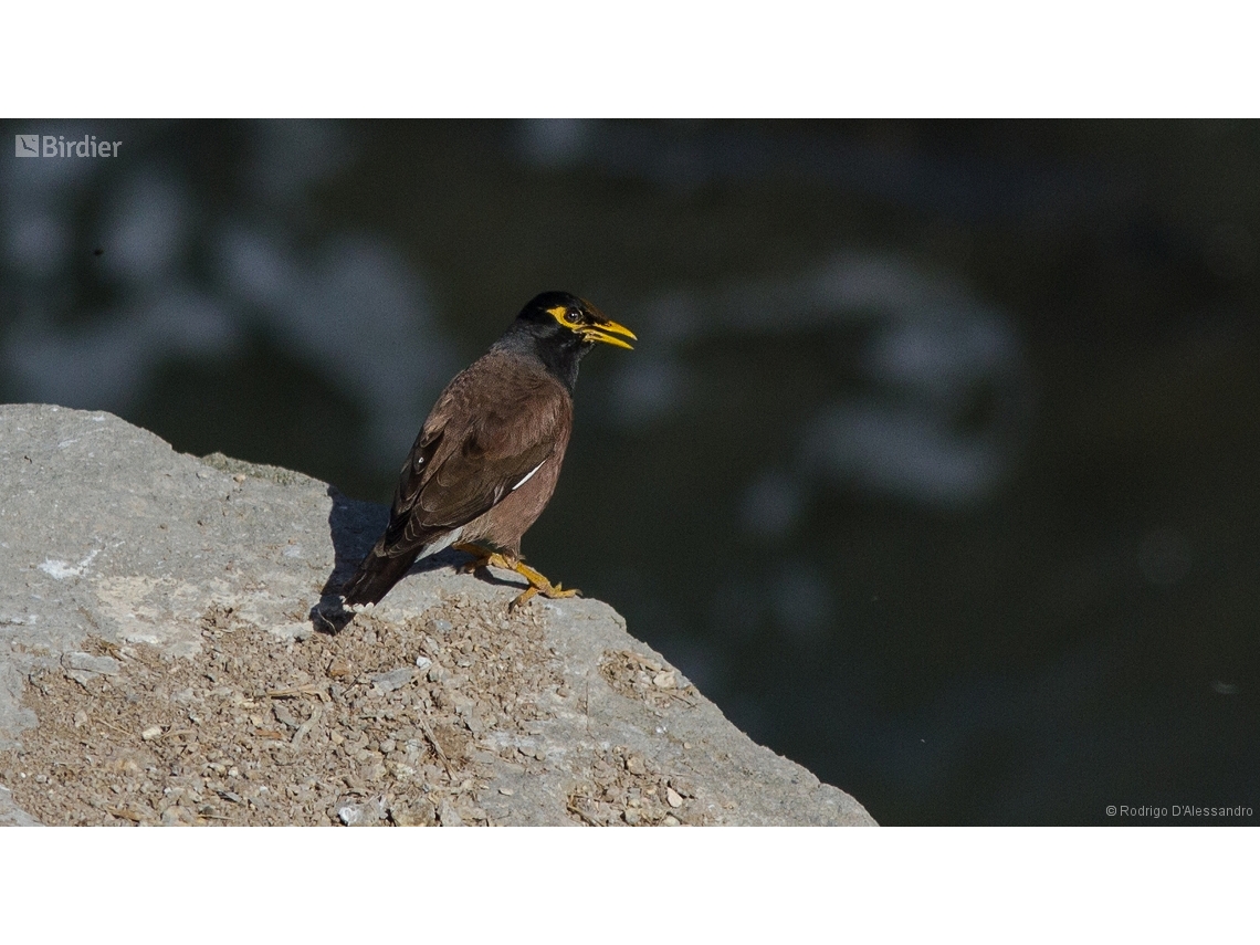 Acridotheres tristis