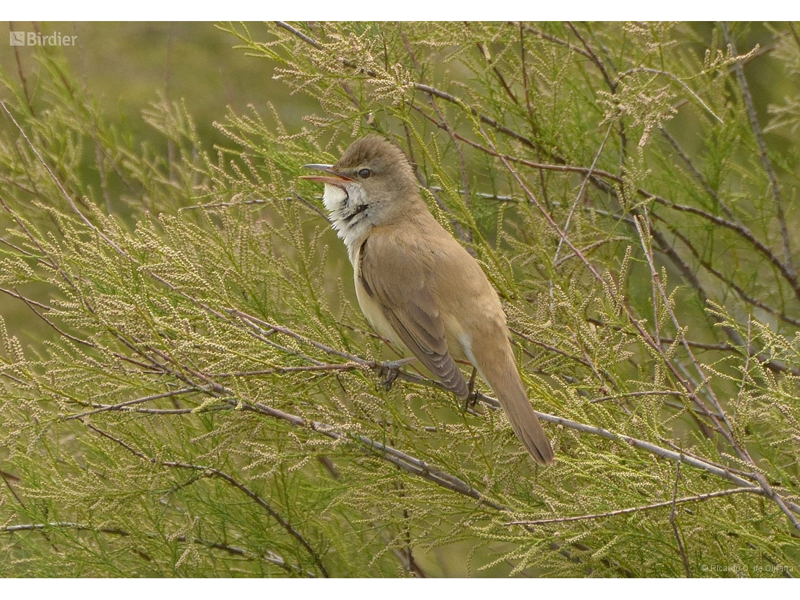 Acrocephalus arundinaceus