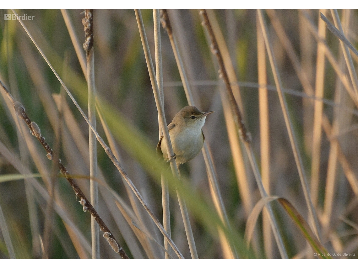 Acrocephalus scirpaceus