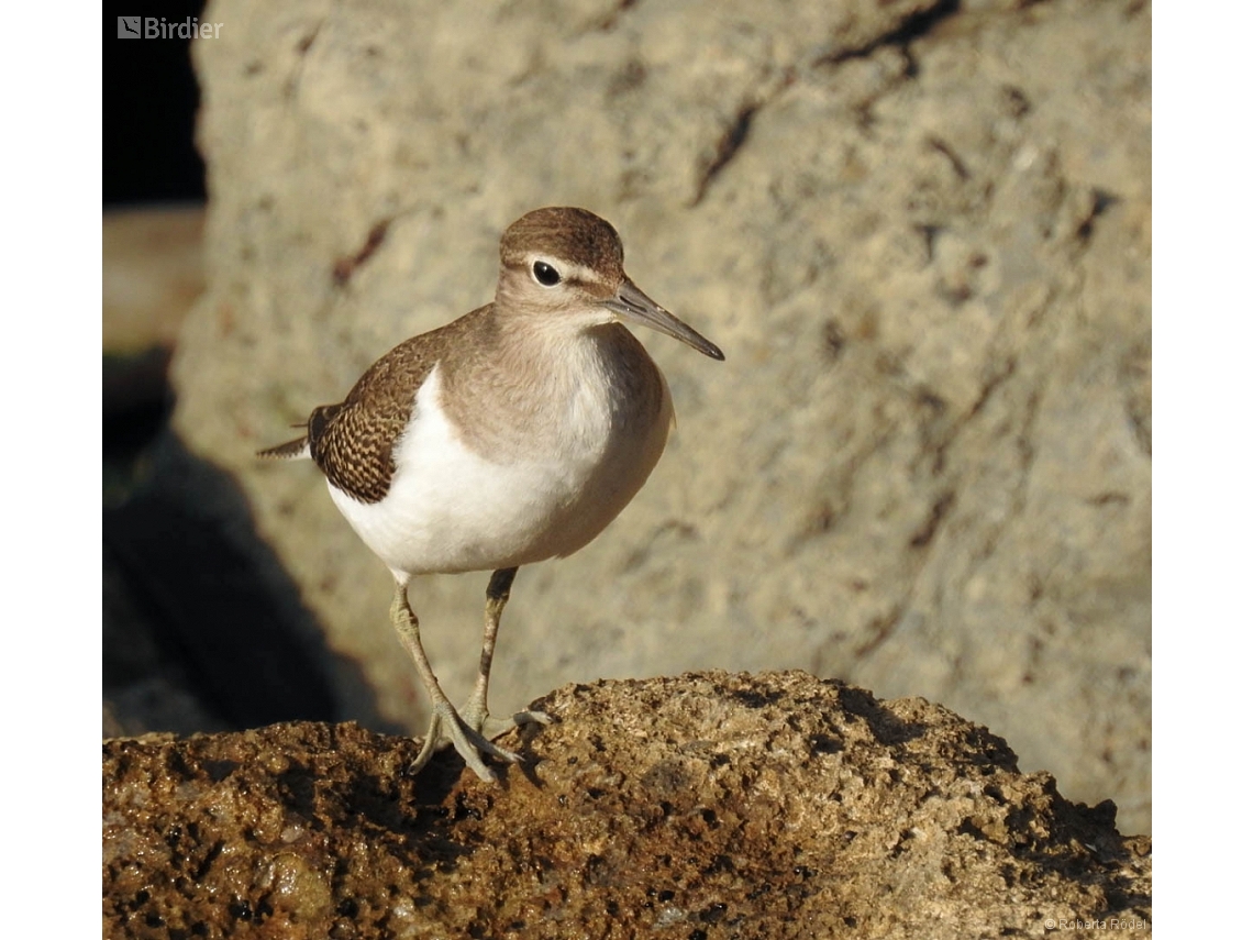 Actitis hypoleucos