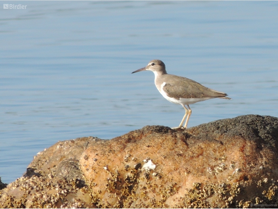 Actitis macularius