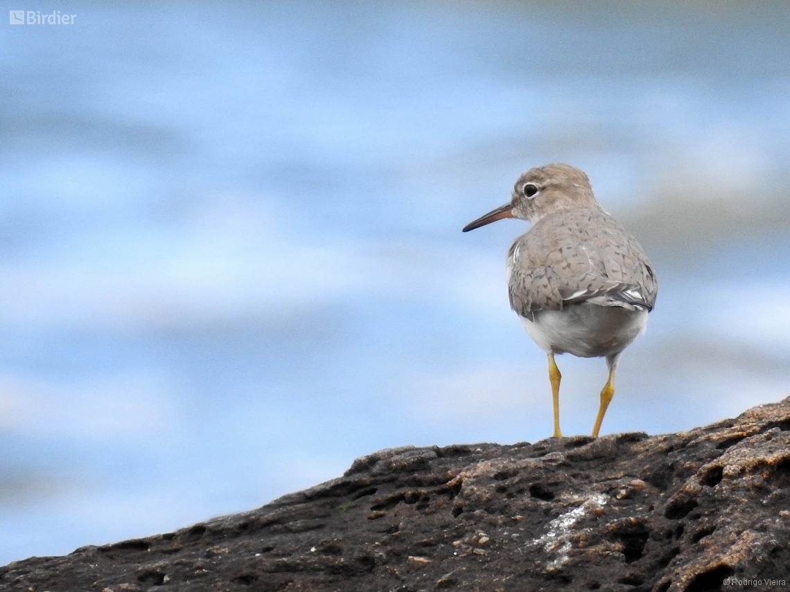 Actitis macularius