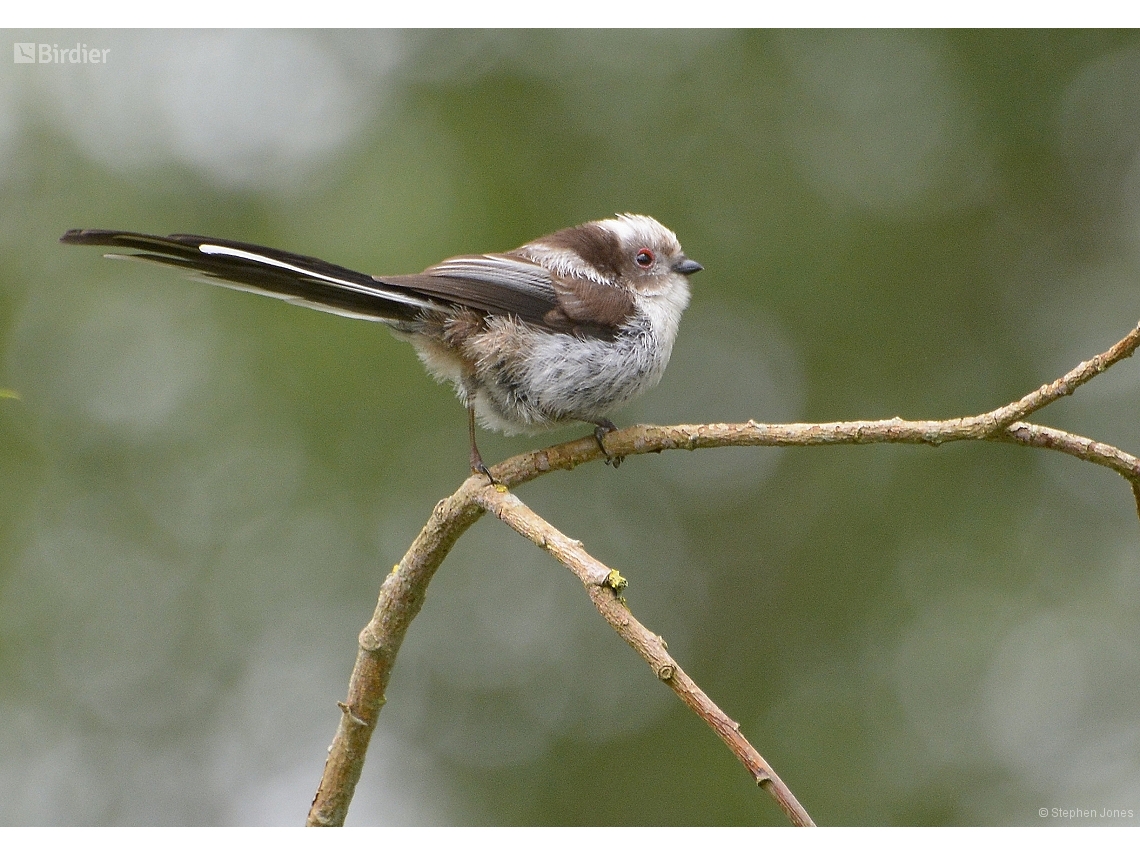 Aegithalos caudatus