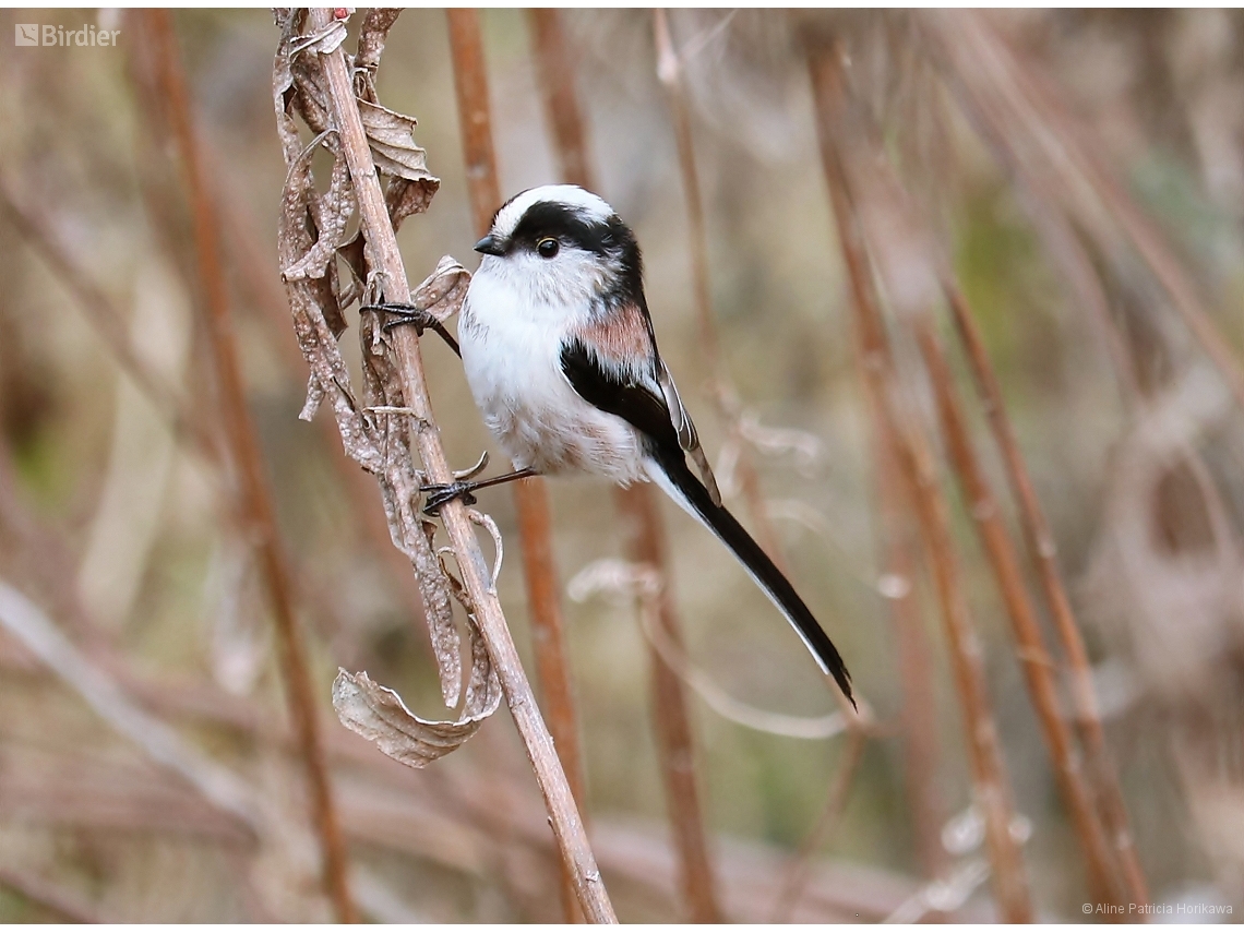 Aegithalos caudatus