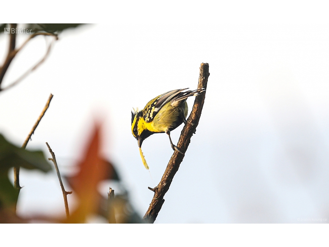 Aegithalos concinnus