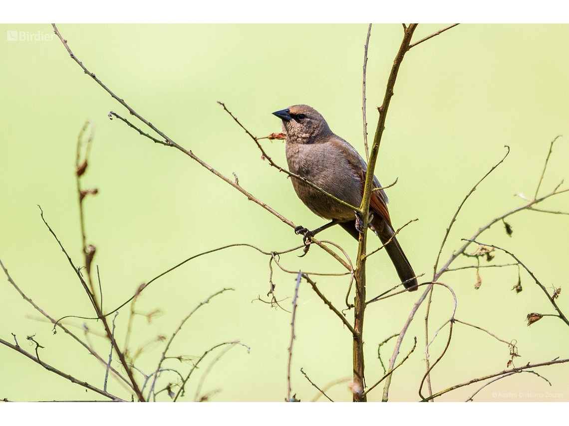 Agelaioides badius