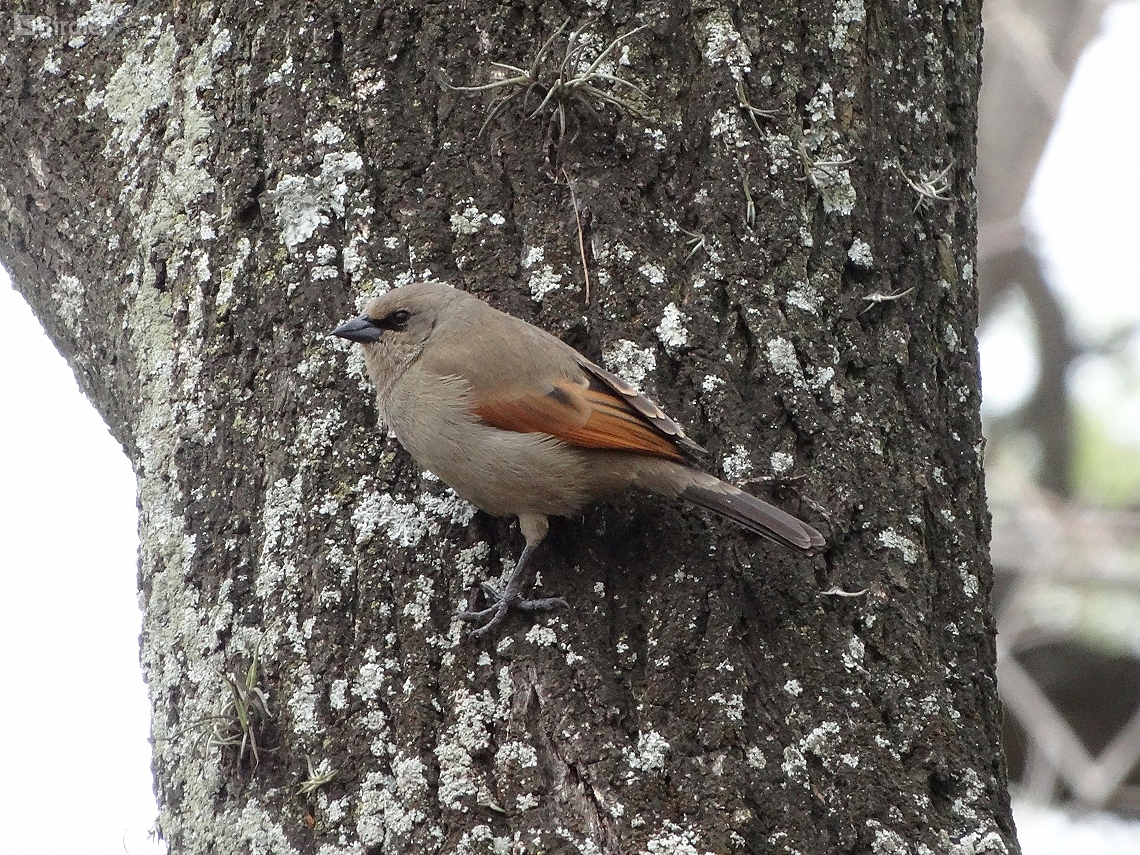 Agelaioides badius