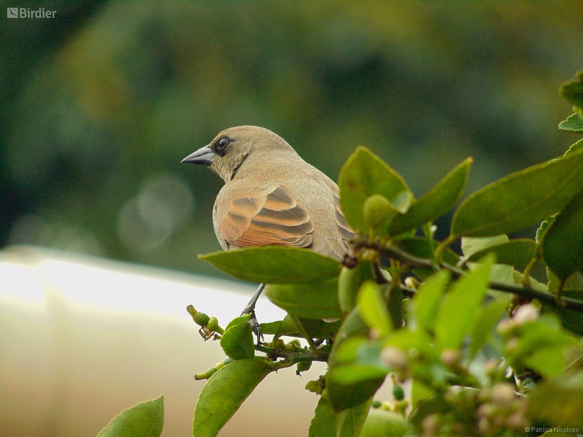 Agelaioides badius