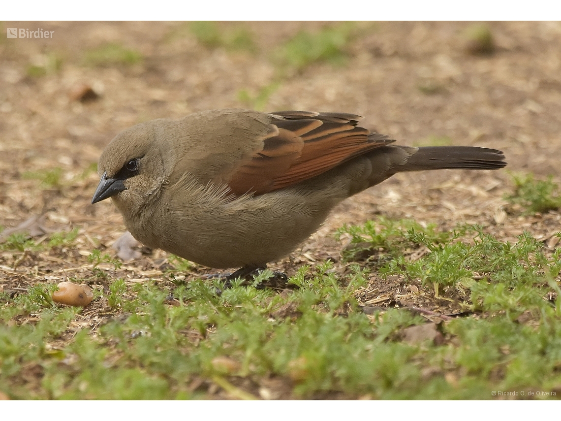 Agelaioides badius