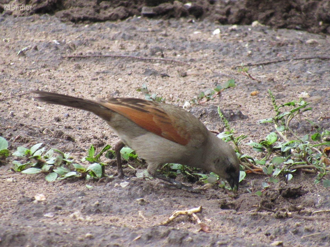 Agelaioides badius