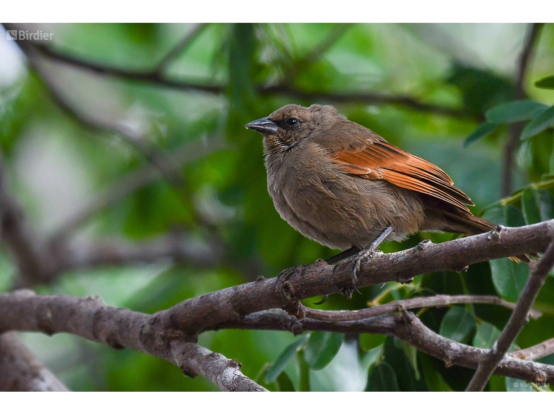 Agelaioides badius