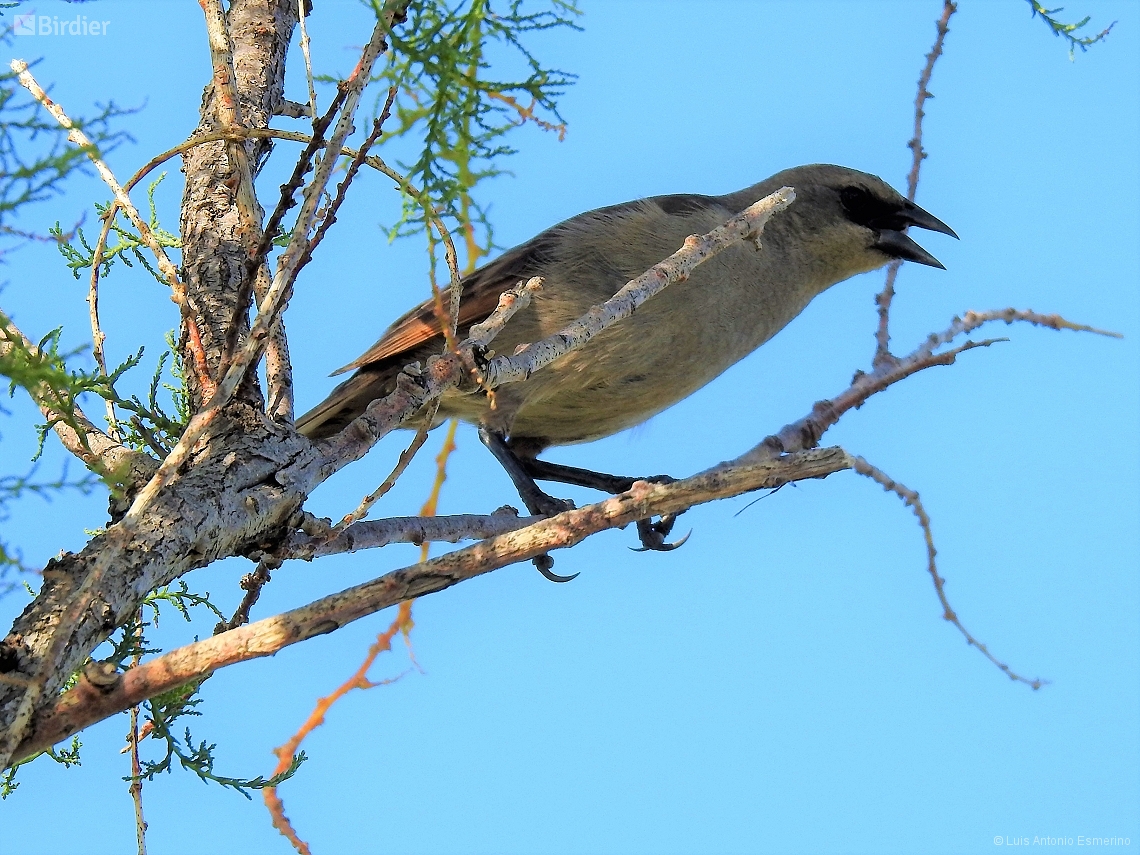 Agelaioides badius