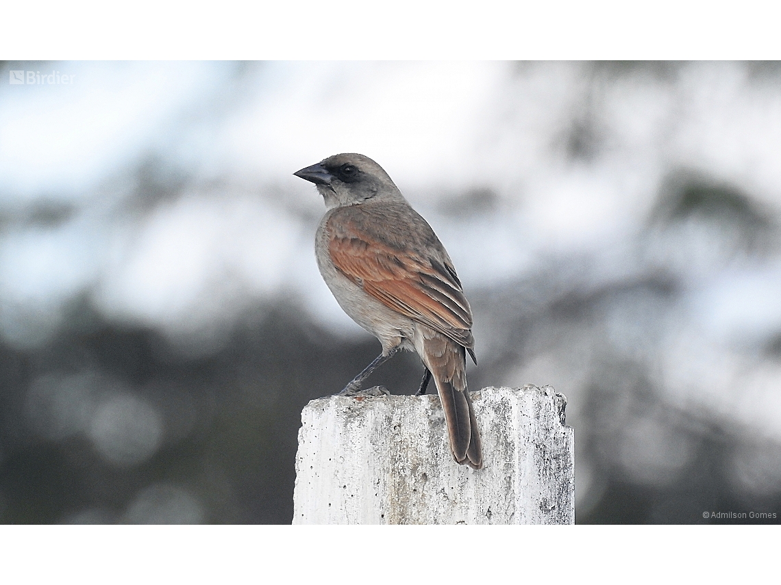 Agelaioides fringillarius