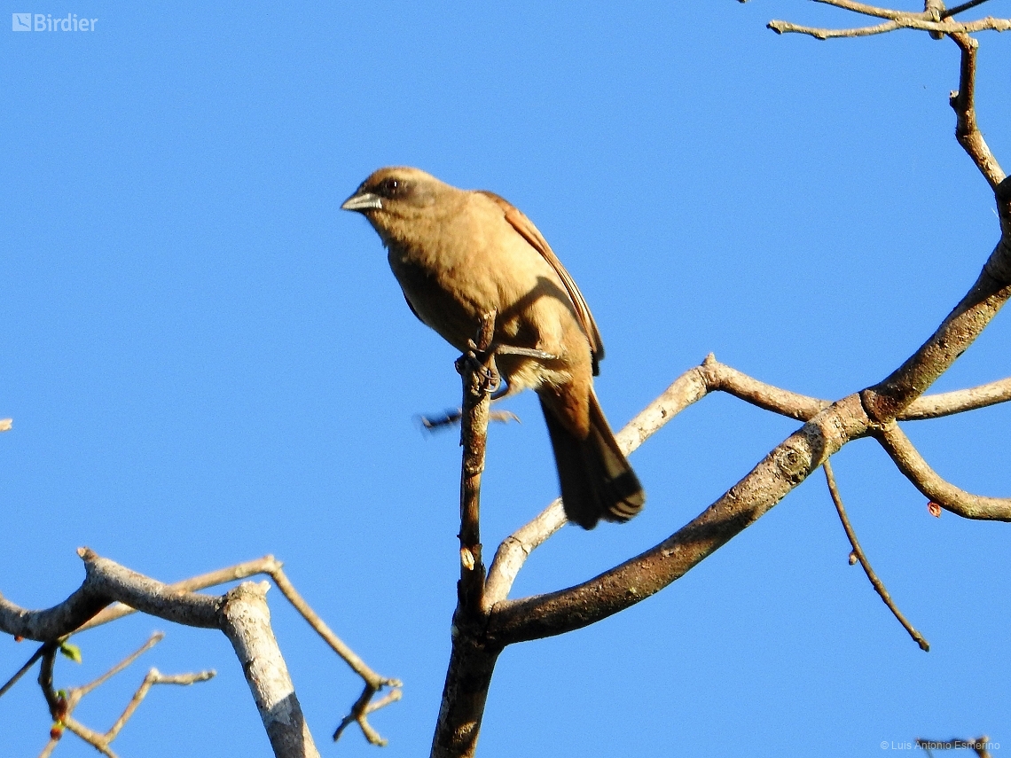 Agelaioides fringillarius