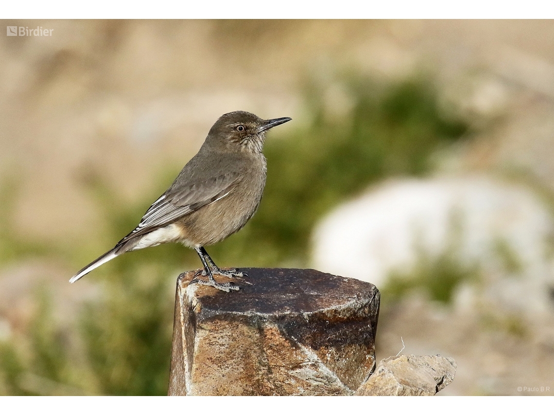 Agriornis montanus