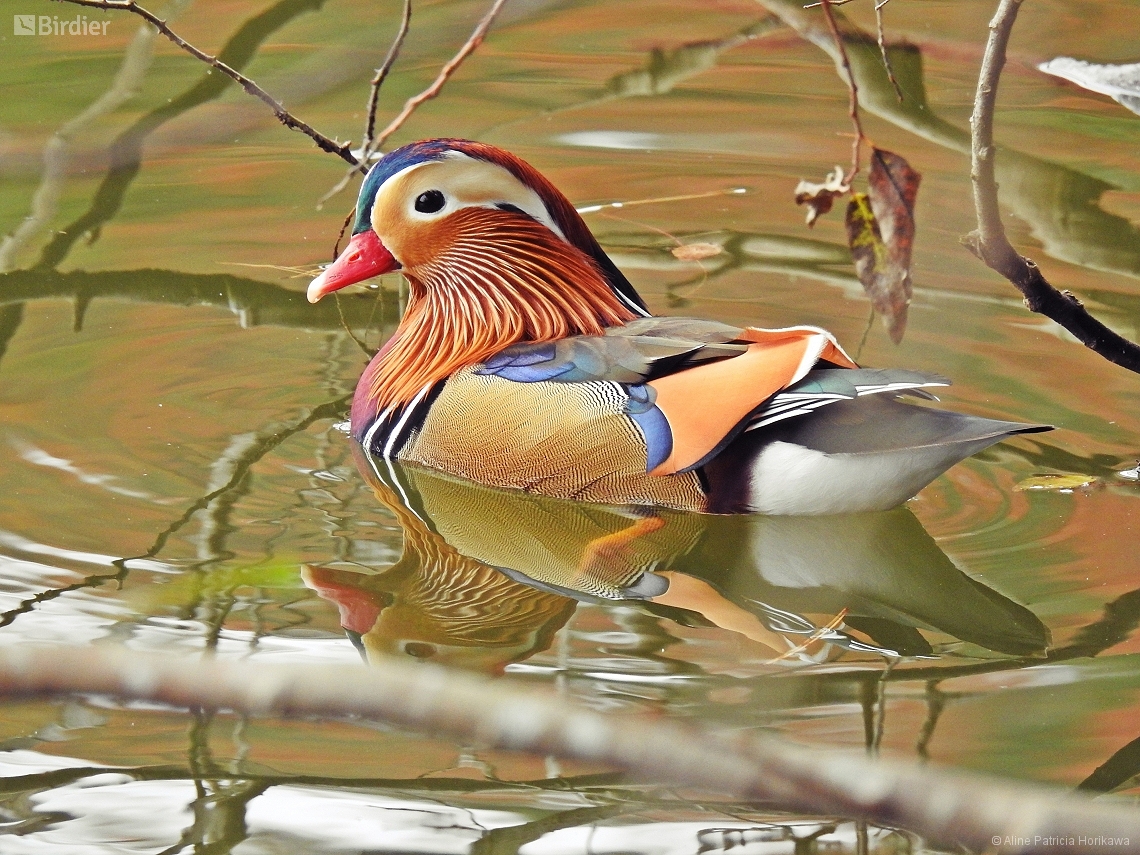 Aix galericulata