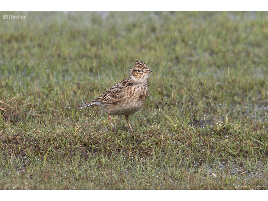 Alauda arvensis