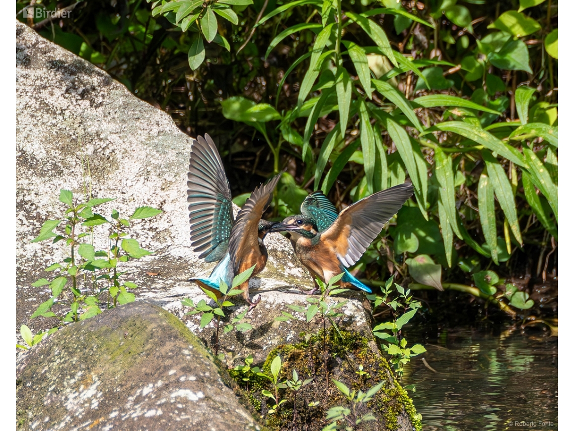 Alcedo atthis