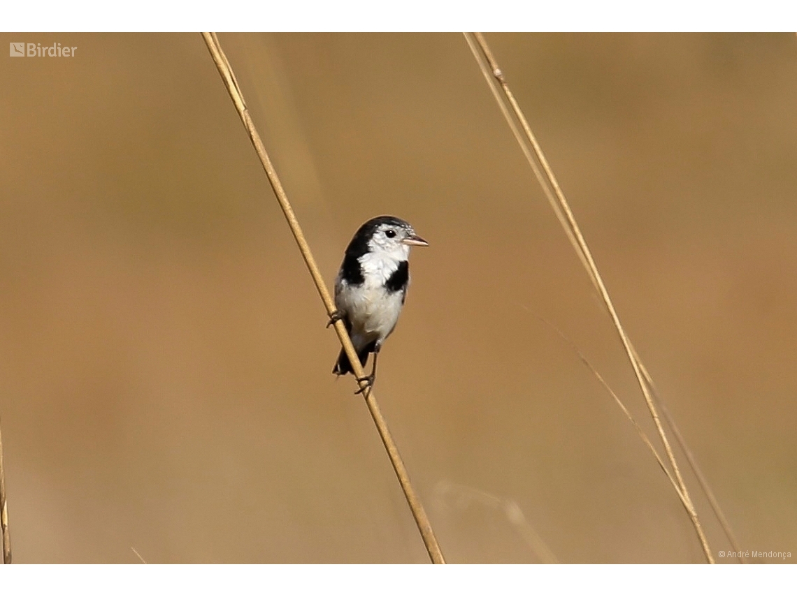 Alectrurus tricolor