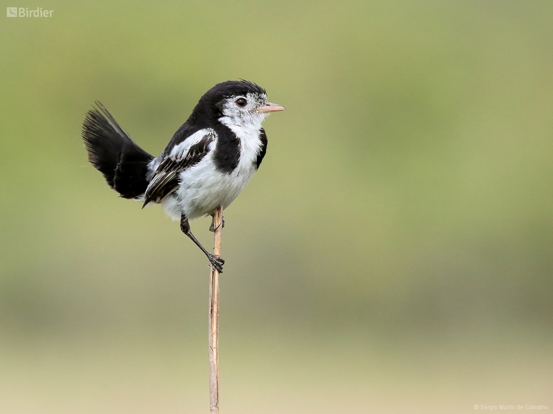 Alectrurus tricolor