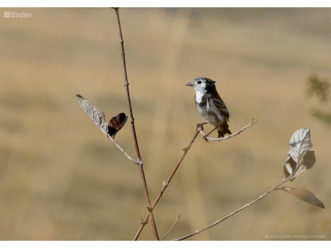 Alectrurus tricolor