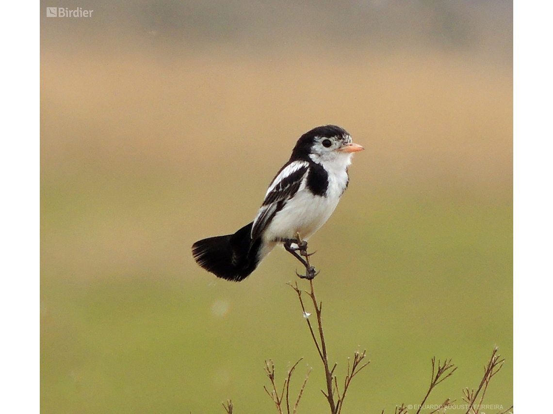 Alectrurus tricolor