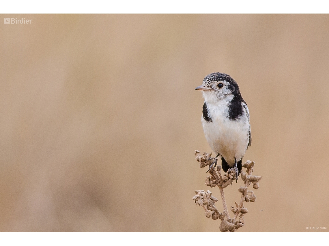 Alectrurus tricolor