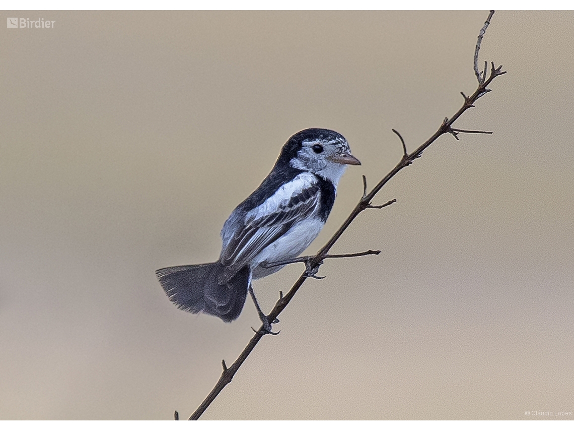 Alectrurus tricolor