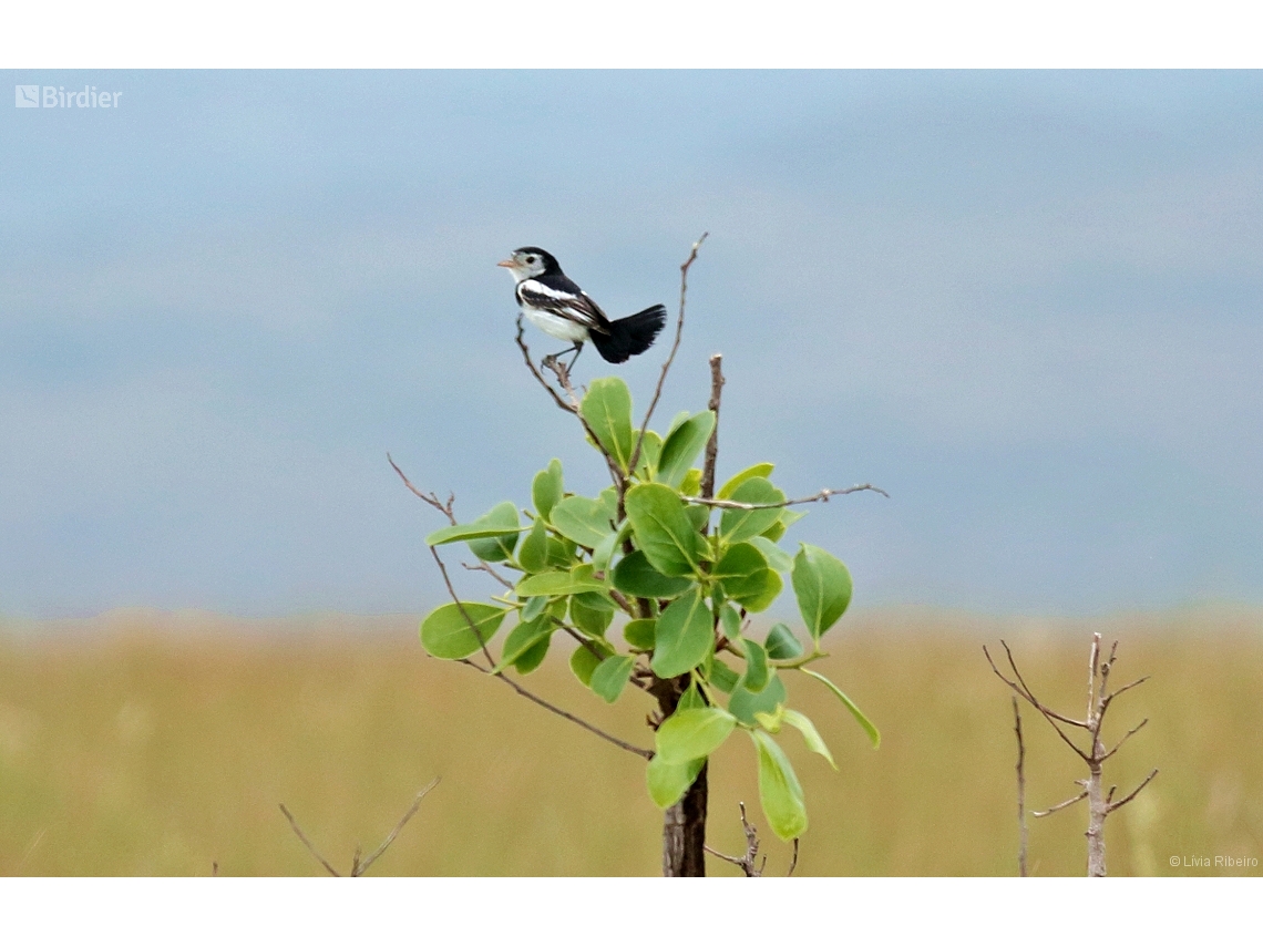 Alectrurus tricolor