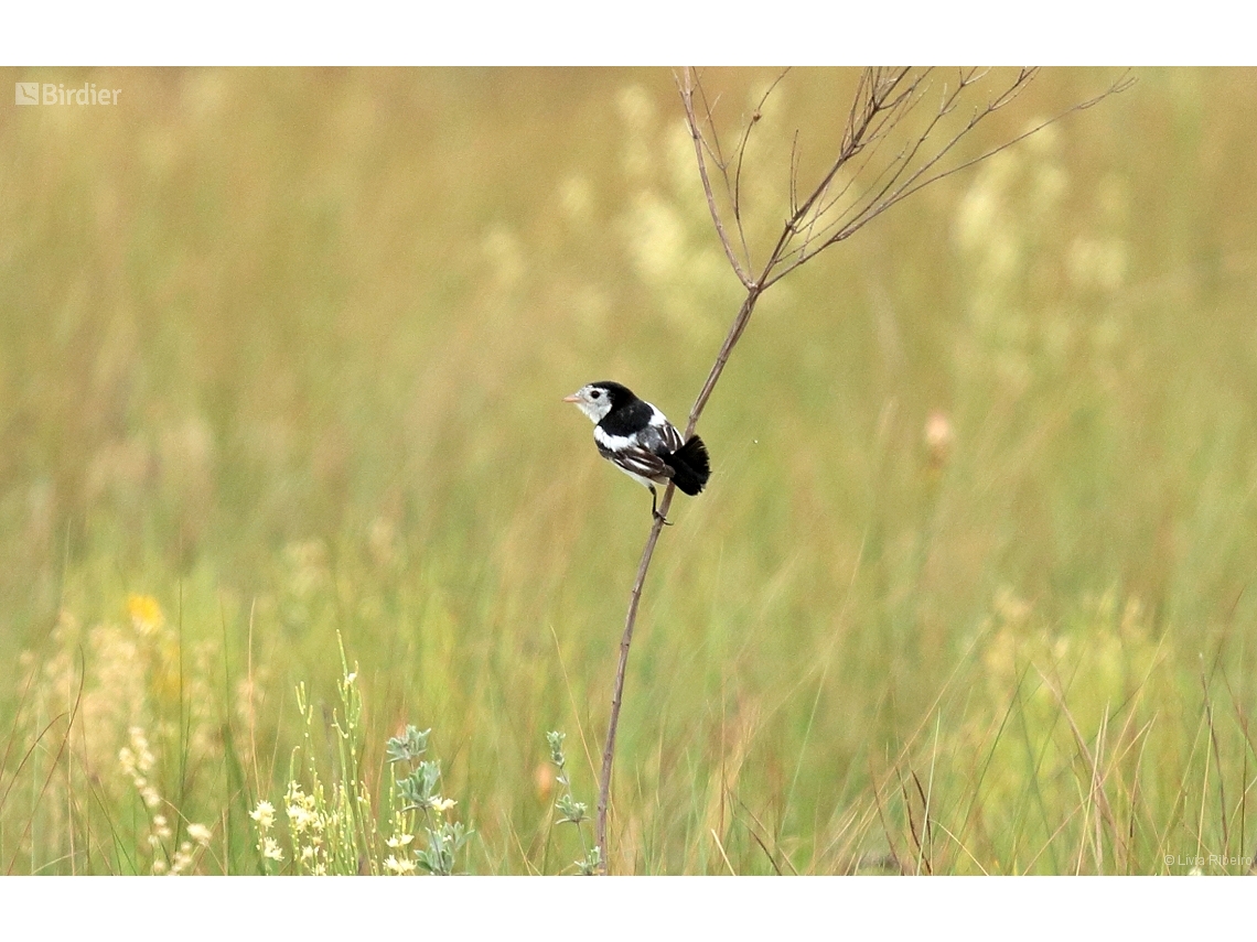 Alectrurus tricolor