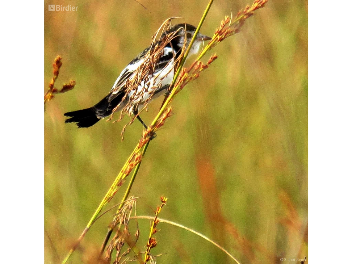 Alectrurus tricolor