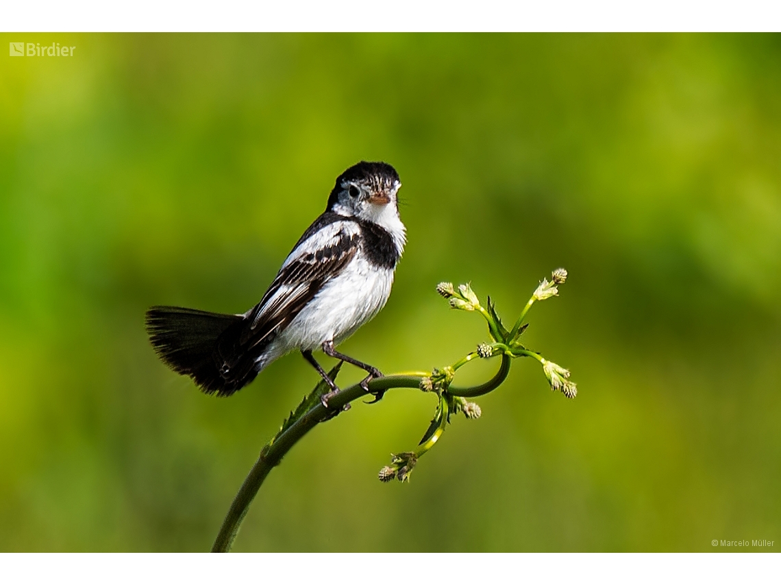 Alectrurus tricolor