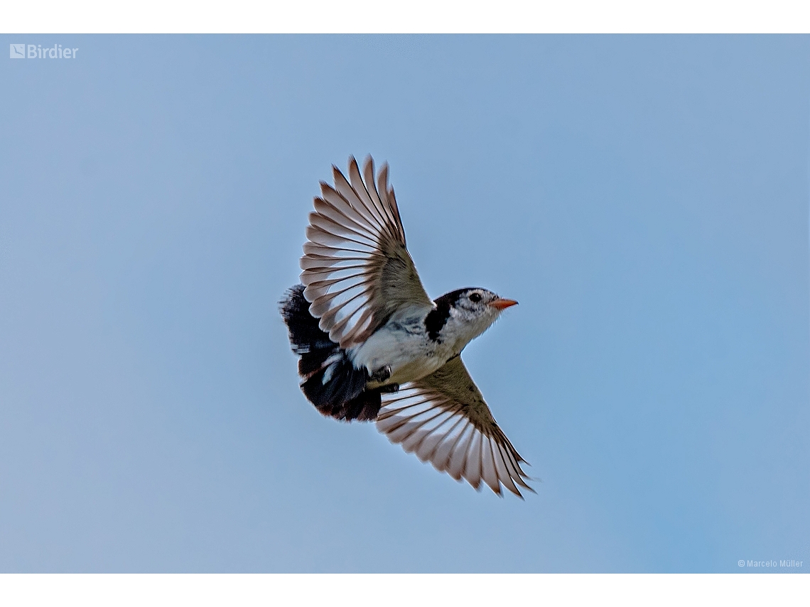 Alectrurus tricolor