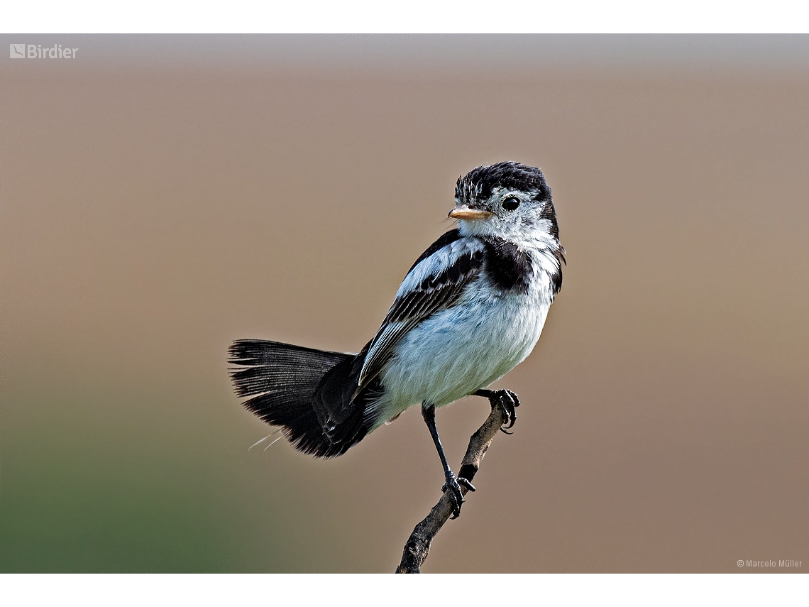 Alectrurus tricolor