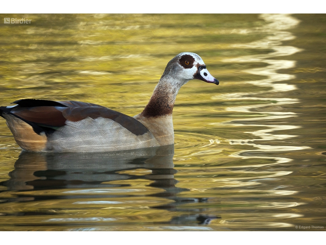 Alopochen aegyptiaca