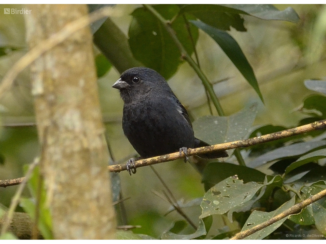 Amaurospiza moesta