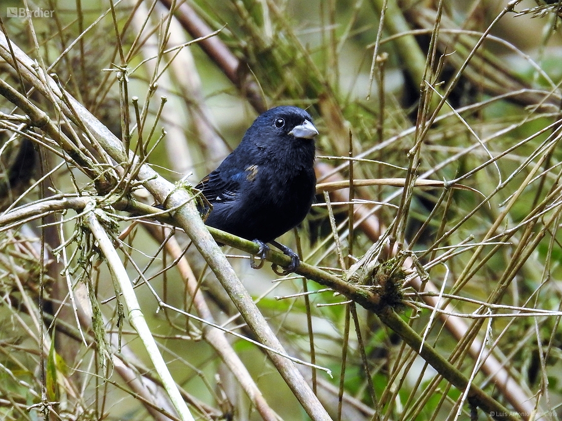 Amaurospiza moesta