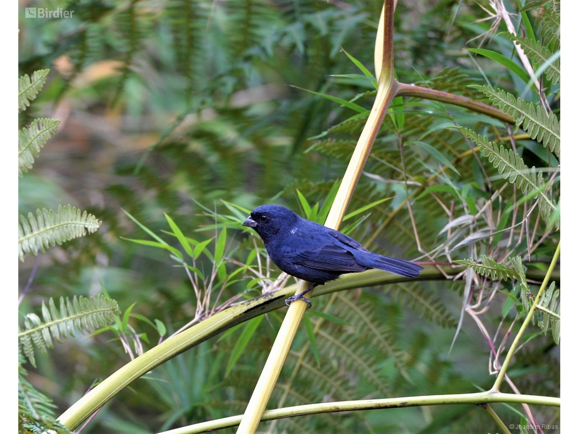 Amaurospiza moesta
