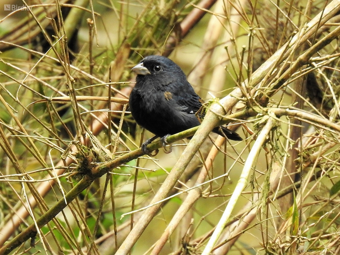 Amaurospiza moesta