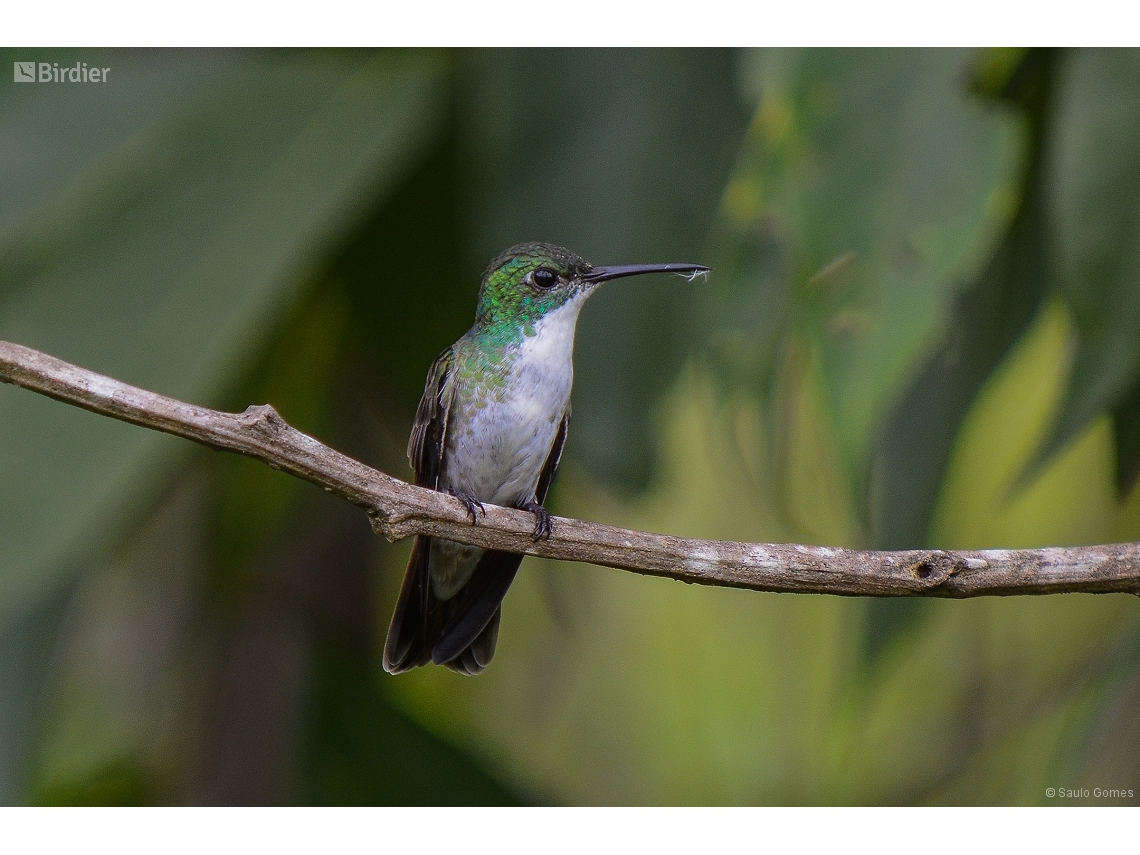 Chrysuronia brevirostris