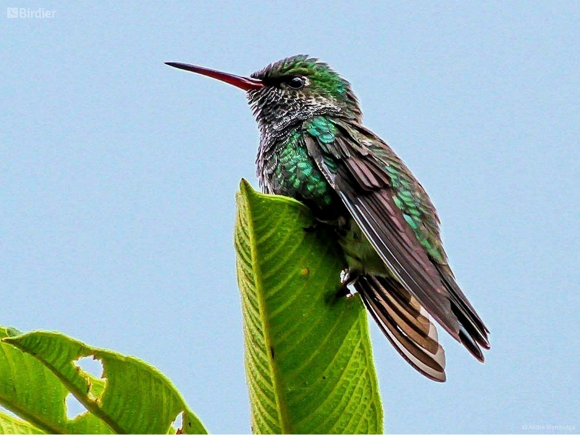 Chionomesa fimbriata