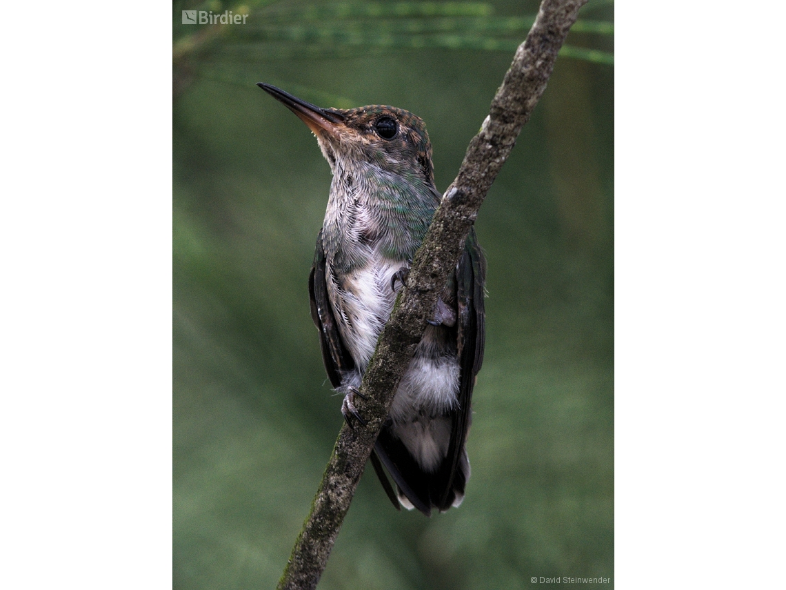 Chionomesa fimbriata