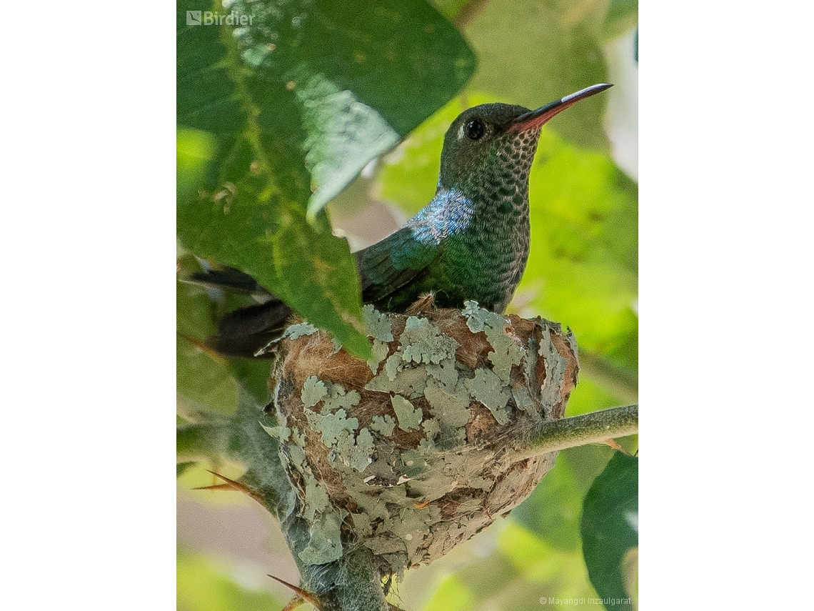 Chionomesa fimbriata