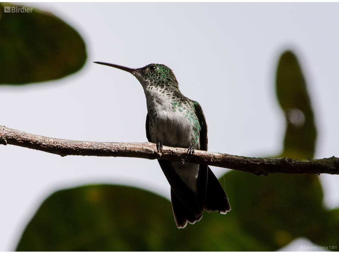 Chrysuronia leucogaster