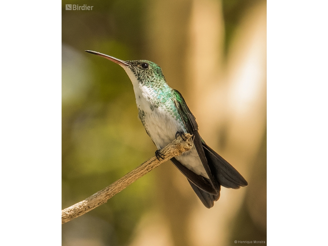 Chrysuronia leucogaster